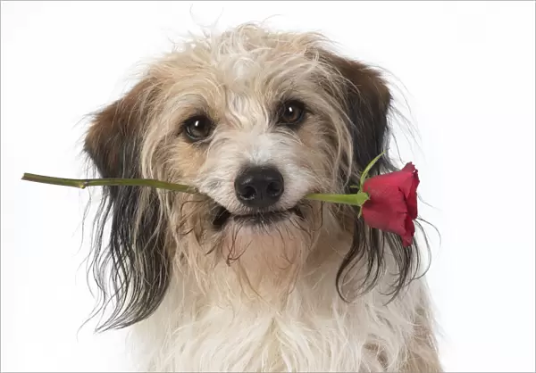 13131434. DOG, cross breed holding a red rose in its mouth, studio, white background Date