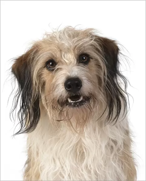 13131436. DOG. Cross breed, head & shoulders, facial expression, white background Date