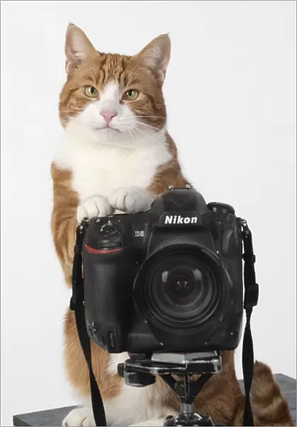 13131454. Ginger cat sitting on a camera Date