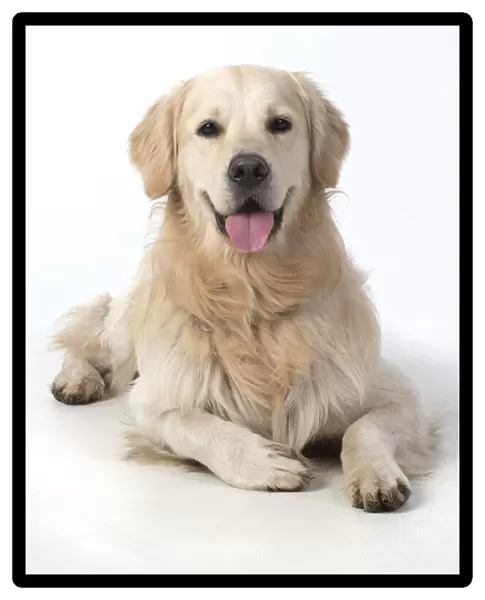 13131461. DOG. Golden Retriever, laying down, smile, studio, white background Date