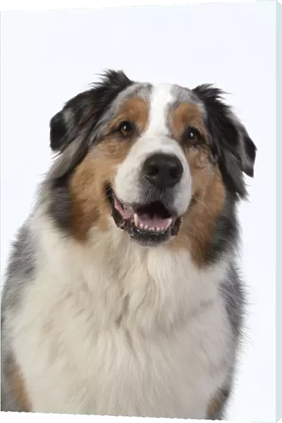 13131580. DOG. Australian Shepherd, face, expression, , studio, white background Date