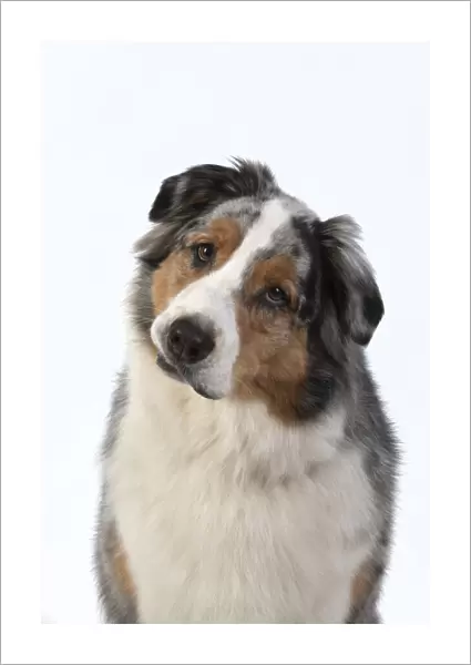 13131581. DOG. Australian Shepherd, face, expression, , studio, white background Date