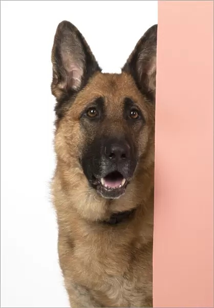 13131613. DOG. German Shepherd, head & shoulders