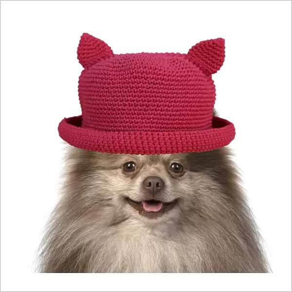 13131627. DOG. Pomeranian, head & shoulders wearing a red hat with ears Date