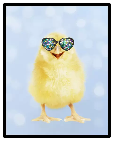 13131721. Yellow chick wearing heart shaped sunglasses Date