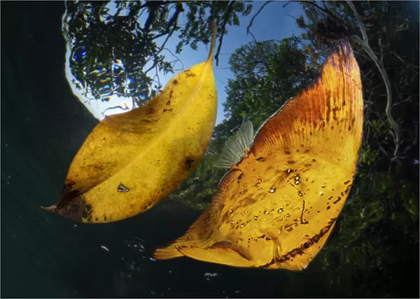 13132555. Orbicular batfish, Platax orbicularis, drifting next to a dead leaf fallen