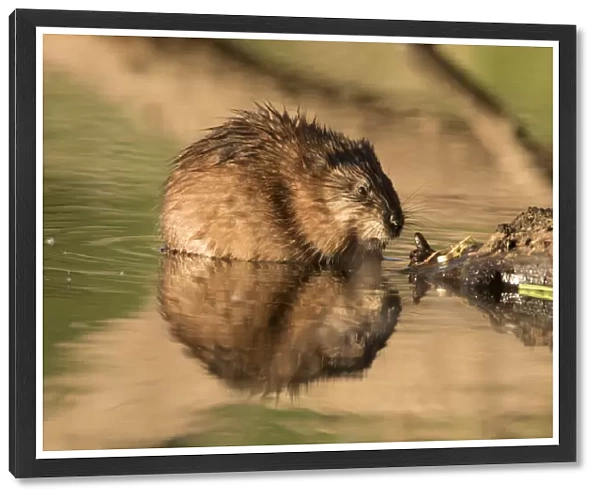13132667. Muskrat - adult in shallow water - Germany Date