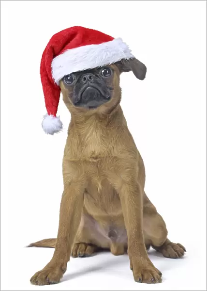 13131759. Petit Brabancon or Brussels Griffon puppy with Christmas hat Date