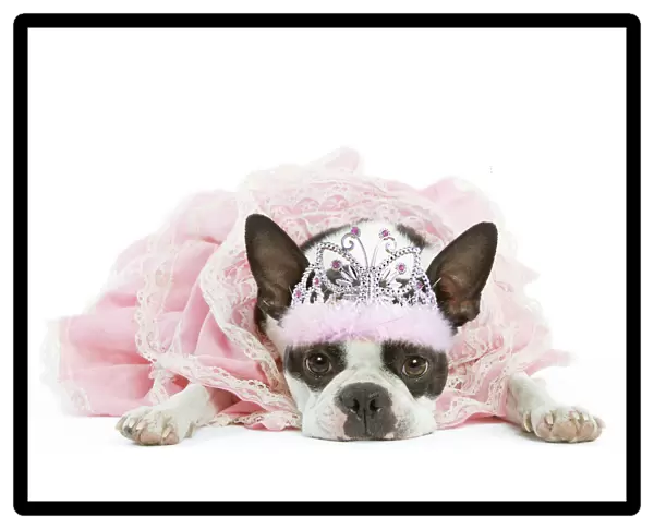 13131783. Dog - Boston Terrier wearing pink dress and tiara Date