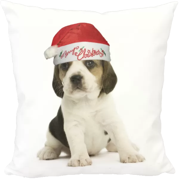 13131789. Beagle Dog, puppy wearing Santa hat Date