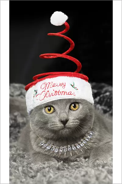 13131791. Grey Chartreux kitten indoors wearing and necklace Date