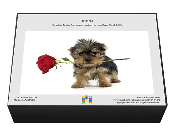 13131793. Yorkshire Terrier Dog, puppy holding red rose Date