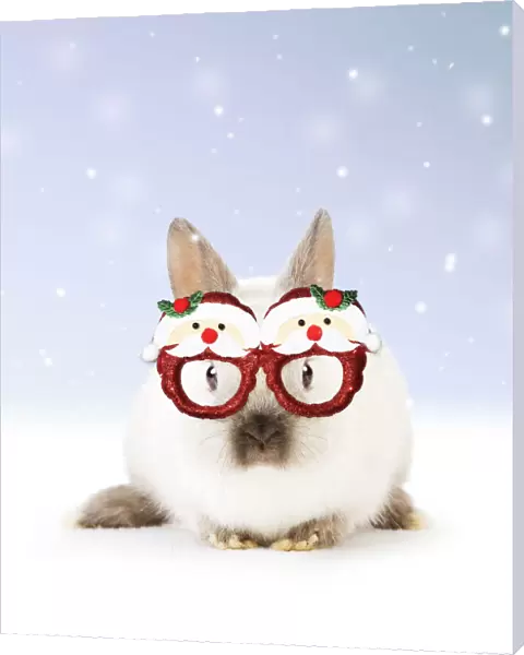 13131798. Dwarf Rabbit wearing Christmas glasses in winter snow Date