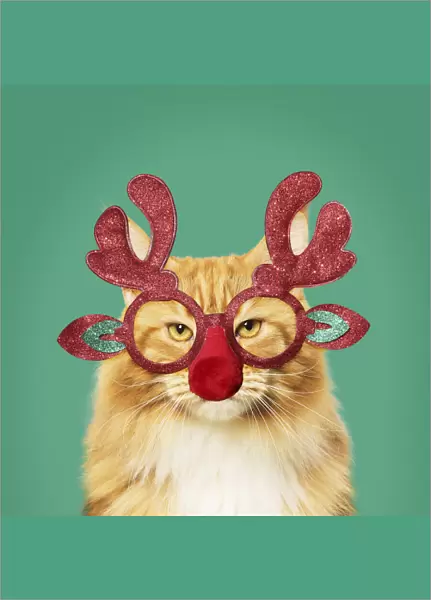 13131813. Ginger Maine Coon Cat, wearing Christmas antler glasses Date