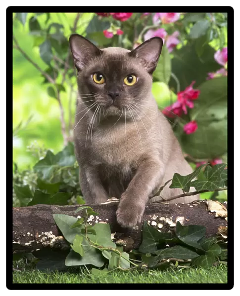 13131820. Burmese cat outdoors in the garden Date