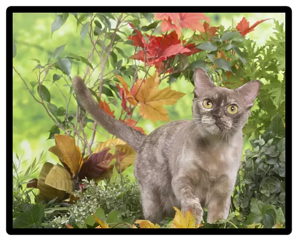 13131830. Burmese cat outdoors in the garden Date