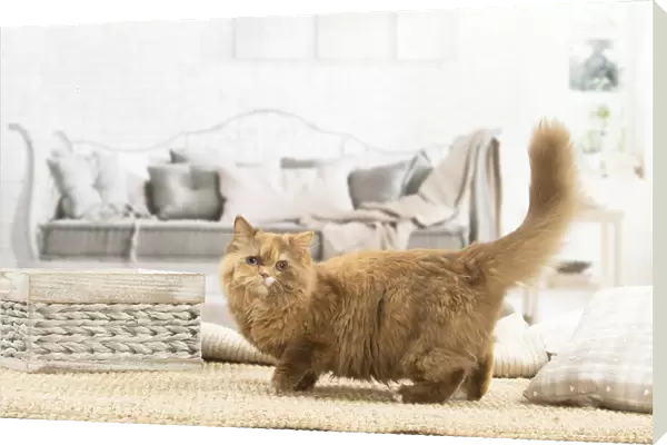 13132013. British longhair cat indoors Date