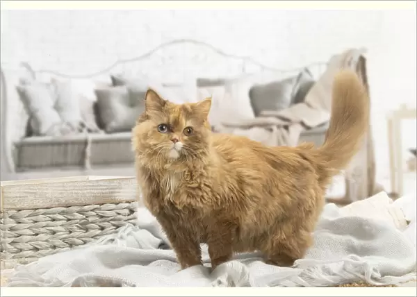 13132012. British longhair cat indoors Date