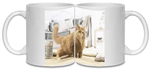 13132014. British longhair cat indoors Date