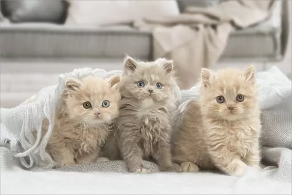 13132029. British longhair kittens indoors Date