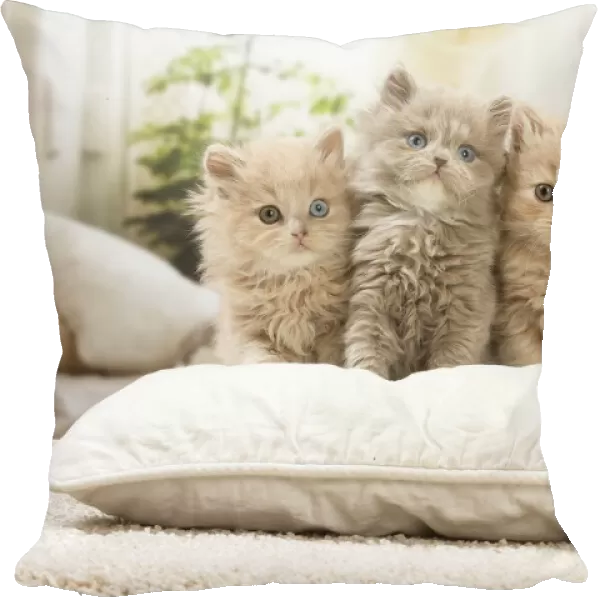 13132045. British longhair kittens indoors Date
