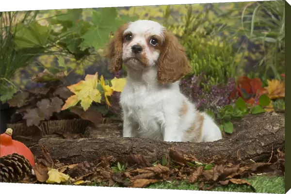13132106. Cavalier King Charles Spaniel puppy outdoors in Autumn Date