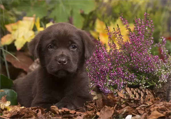 13132115. Chocolate Labrador puppy outdoors in Autumn Date