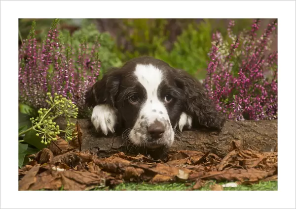 13132159. Springer Spaniel puppy outdoors in Autumn Date
