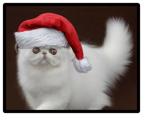 13132251. Persian Cat, Kitten wearing Christmas hat Date