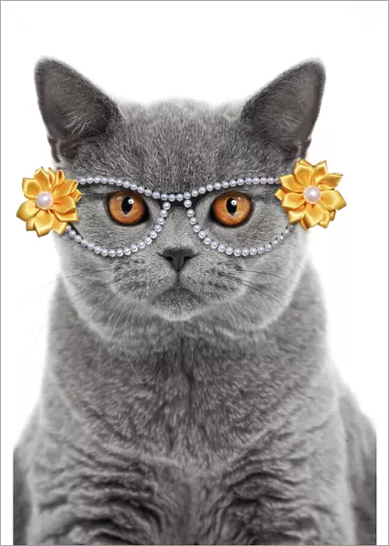 13132252. Blue British Shorthair Cat, 6 months old wearing glasses Date