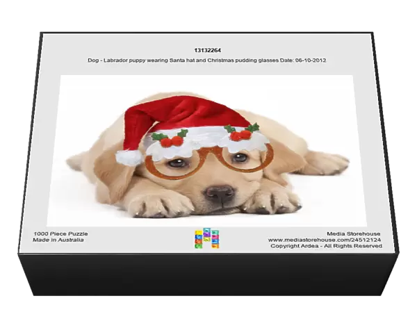 13132264. Dog - Labrador puppy wearing Santa hat and Christmas pudding glasses Date