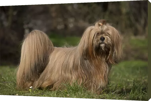 13132302. Lhasa Apso dog outdoors in the garden Date