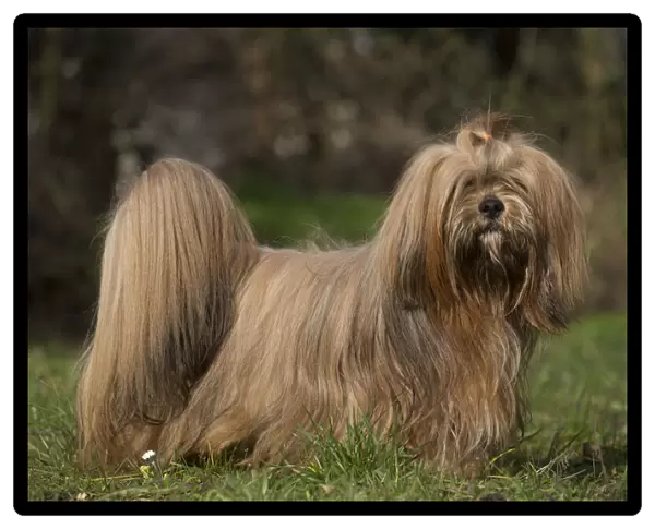 13132302. Lhasa Apso dog outdoors in the garden Date