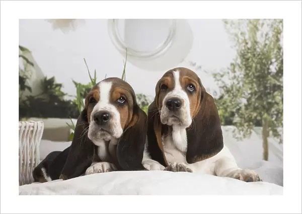 13132414. Basset Hound puppies indoors Date