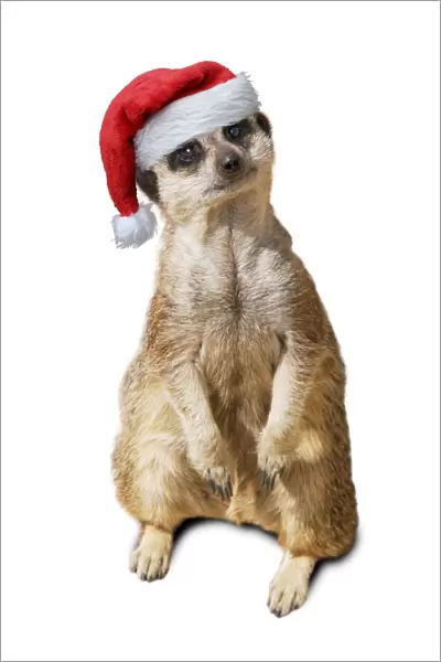 13132443. Meerkat  /  Suricate, wearing Christmas hat Date