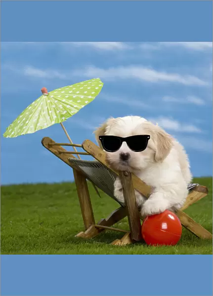 13132442. Dog - Havanese puppy - on deckchair with sun umbrella adn sunglasses Date