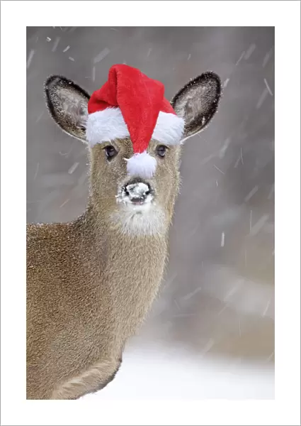 White-tailed Deer wearing Christmas hat in winter snow