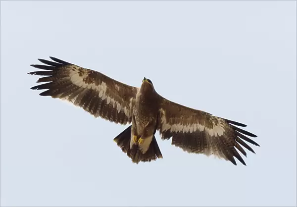 Steppe Eagle - in flight Aquila nipalensis Rajasthan, India BI031876