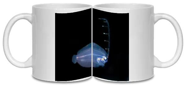 Post larval Flounder with extended fin - Blackwater night dive, Seraya, Karangasem, Bali, Indonesia, Indian Ocean Post larval Flounder with extended fin - Blackwater night dive, Seraya, Karangasem, Bali, Indonesia, Indian Ocean