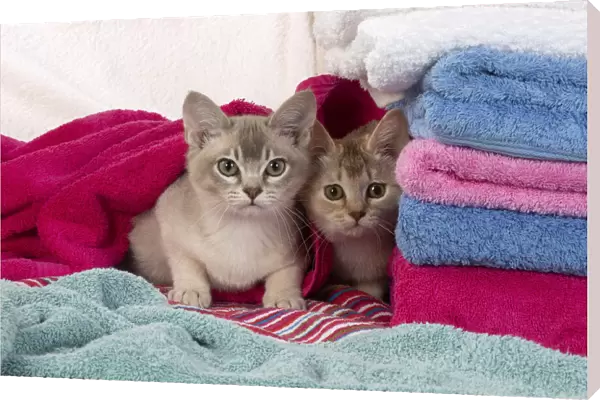 A22, 565. CATs. Burmilla, caramel silver and cinnamon silver, in coloured towels Date