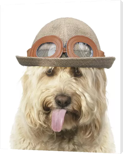 A23, 064. Cockerpoo Dog, mouth open showing tongue and wearing hat Date: 30-Oct-19
