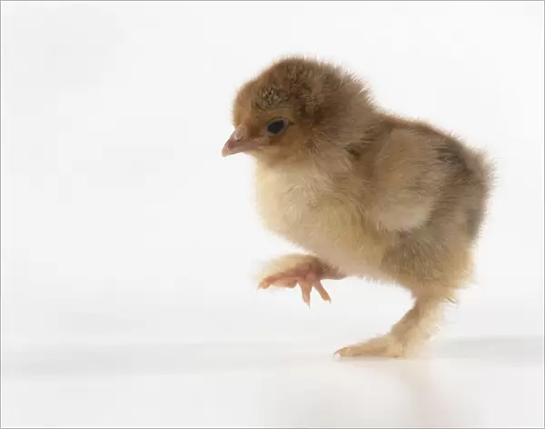 BIRD, one day old chick, walking, foot up, on white background, studio