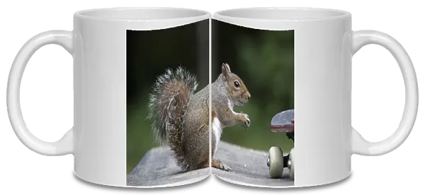 Grey squirrel sitting near a skateboard, eating a nut