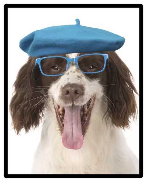 DOG. Springer Spaniel wearing glasses and a blue beret hat