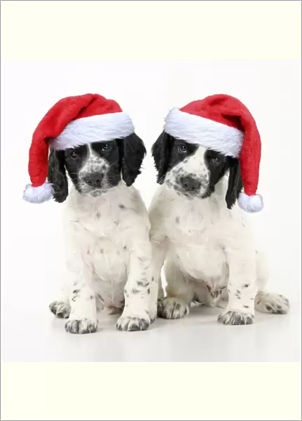Dog. Cocker Spaniel puppy, black & white wearing red Christmas Santa hats