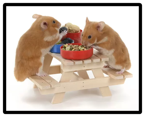 MAMMAL. Pet Hamsters, eating lunch on a picnic bench, studio