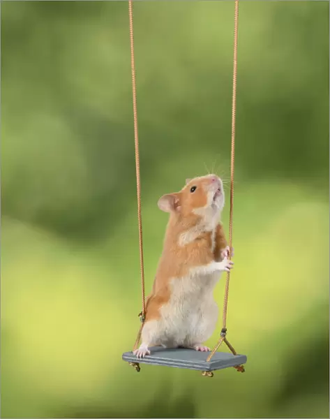 MAMMAL. Pet Hamster, sitting on a garden swing, studio