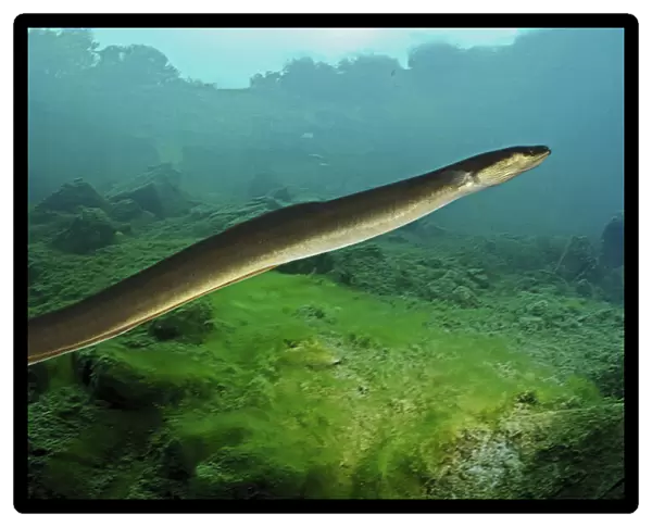American eel, Anguilla rostrata. Occurs in streams, rivers, muddy or silt-bottomed lakes usually in permanent streams with continuous flow. Hides during the day in undercut banks and in deep pools near logs and boulders