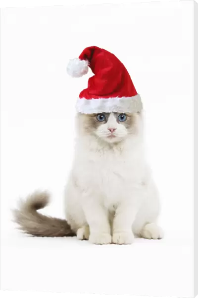 LA-8321. Ragdoll Cat, in studio wearing Christmas hat Date: 07-Jan-11
