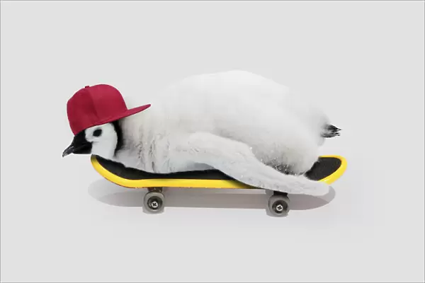 Emperor Penguin, chick on skateboard wearing baseball cap